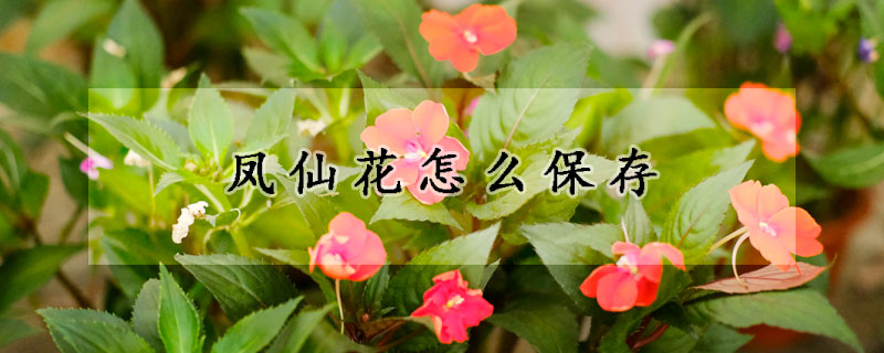 凤仙花怎么保存(凤仙花怎么保存冬天用)