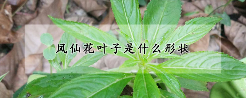 凤仙花叶子是什么形状(凤仙花的叶子是什么样的)