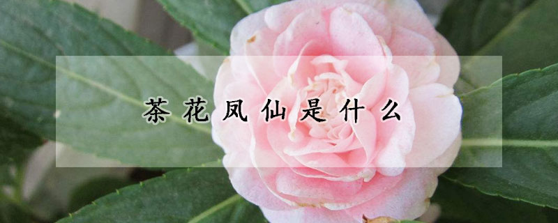 茶花凤仙是什么(红茶凤仙花)