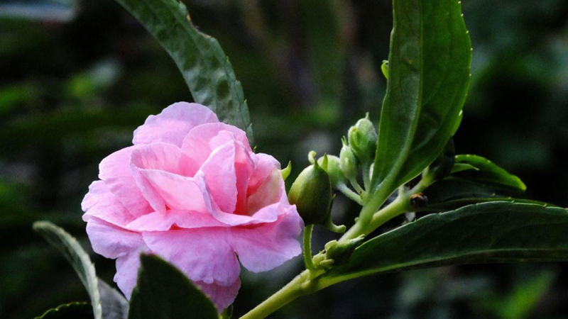 凤仙花怎么种植方法(凤仙花种植方法和时间手抄报)