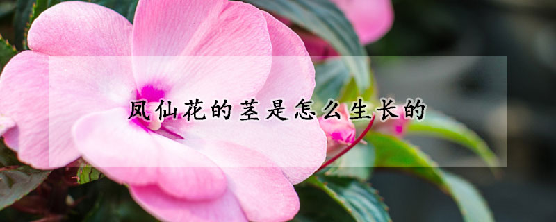 凤仙花的茎是怎么生长的(凤仙花茎的生长变化)