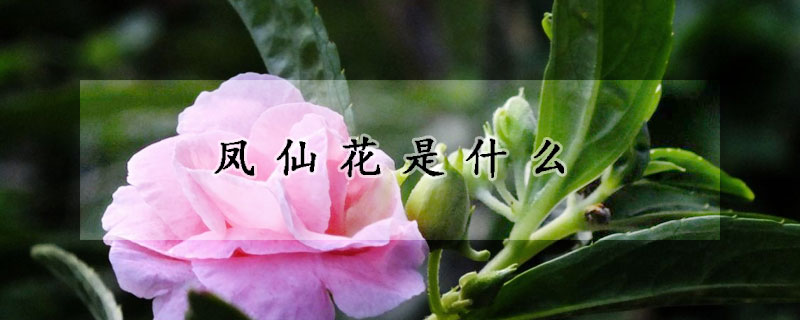 凤仙花是什么