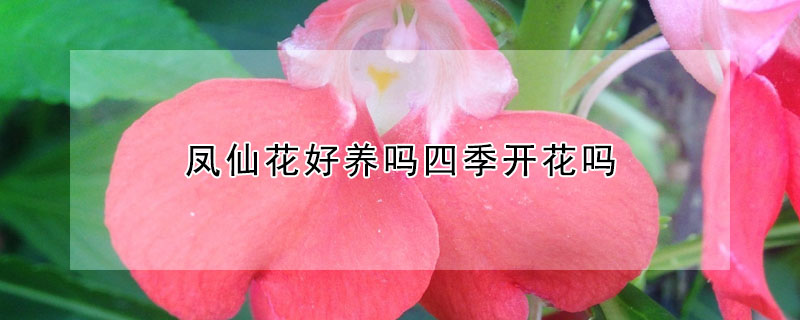 凤仙花好养吗四季开花吗(凤仙花好养吗?)