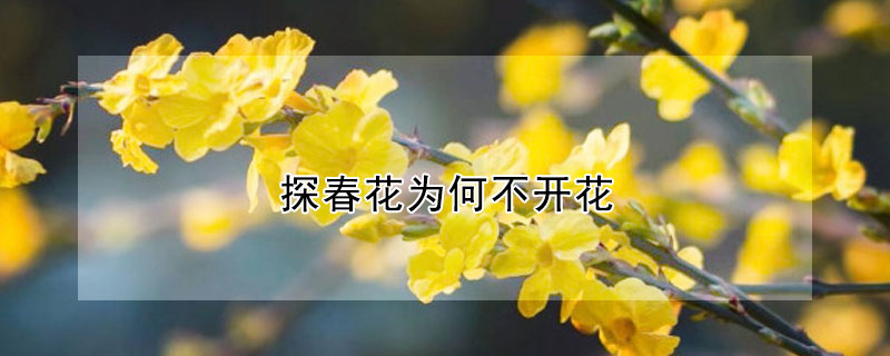 探春花为何不开花(探春花为何不开花呢)