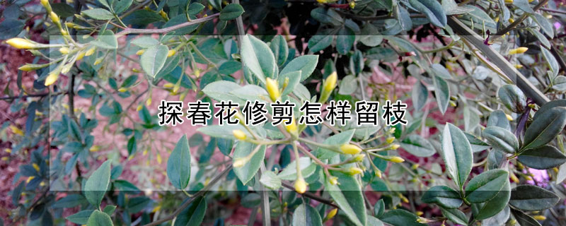 探春花修剪怎样留枝(探春花修剪怎样留枝条)