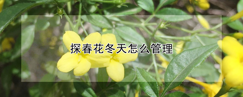 探春花冬天怎么管理(探春花冬天什么时候入室)