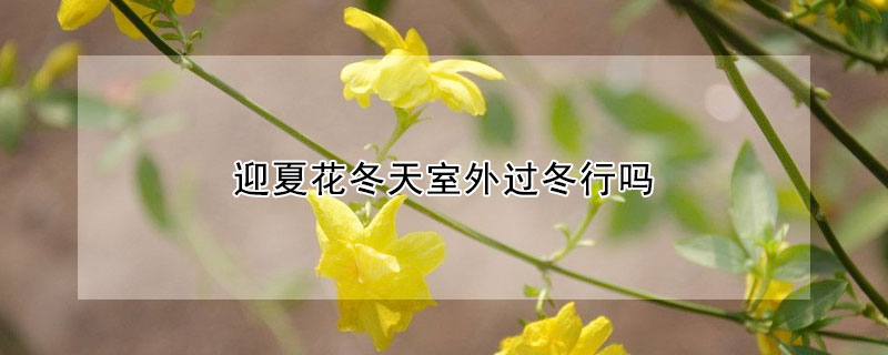 迎夏花冬天室外过冬行吗(耐冬花在室外能过冬吗?)