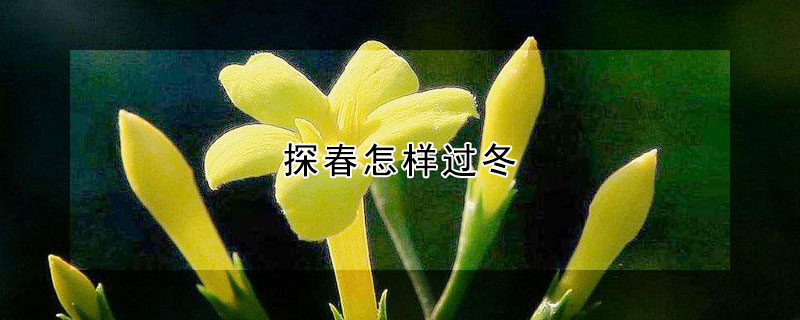 探春怎样过冬(探春花越冬温度)