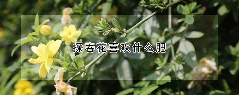 探春花喜欢什么肥(探春花好养吗)