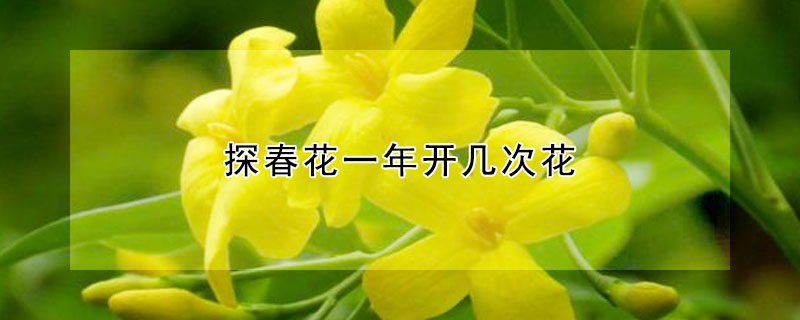 探春花一年开几次花(探春花花期多长)