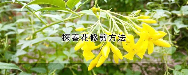 探春花修剪方法(迎春花修剪诀窍)