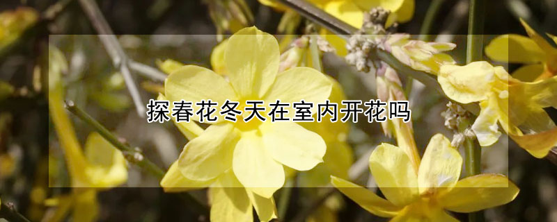 探春花冬天在室内开花吗(探春花是春天开的吗)