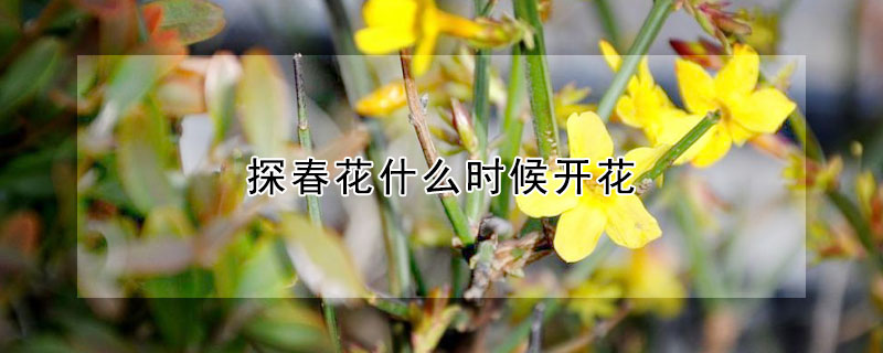 探春花什么时候开花(探春花几月开花)