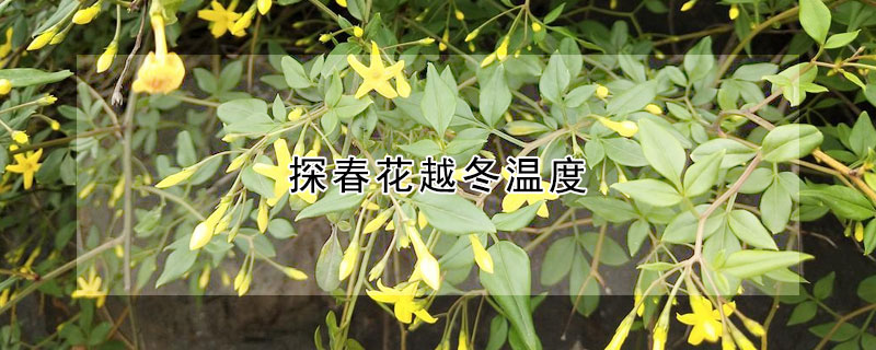 探春花越冬温度(探春花抗寒性)