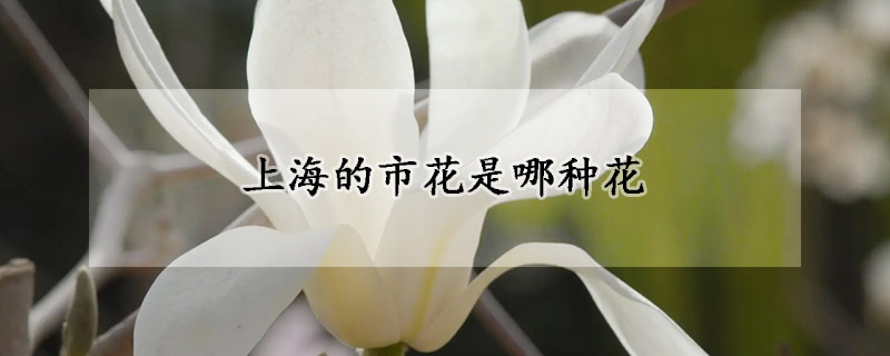 上海的市花是哪种花(上海的市花是哪一种花)