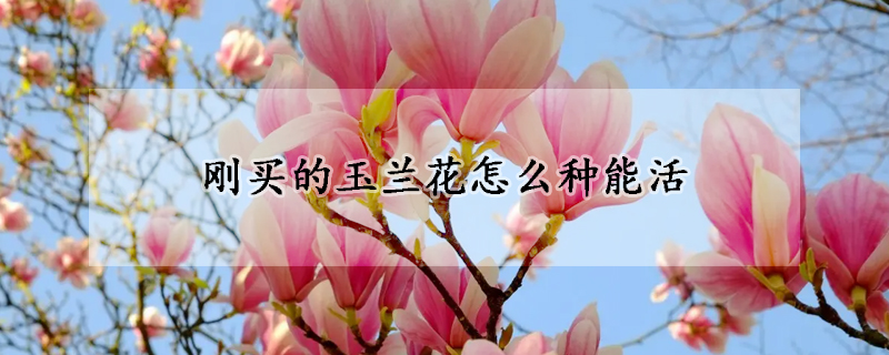 刚买的玉兰花怎么种能活(玉兰花怎样种)