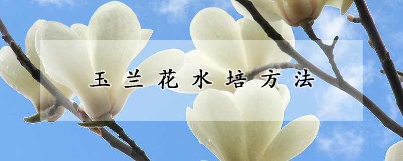 玉兰花水培方法(玉兰花水培生根法)