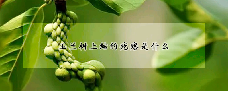 玉兰树上结的疙瘩是什么(玉兰树上结的疙瘩是什么虫子)