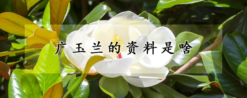 广玉兰的资料是啥(广玉兰的图片和介绍)