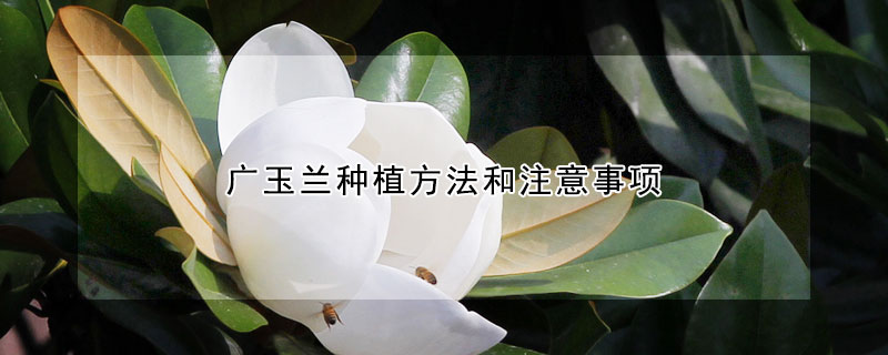 广玉兰种植方法和注意事项(新栽的广玉兰要如何管理)