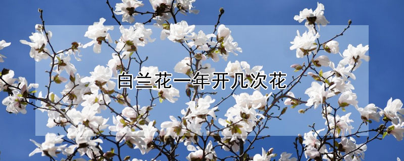 白兰花一年开几次花(白兰花的花期有多长时间一年开几次花)