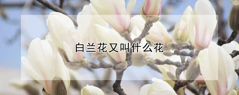 白兰花又叫什么花(白兰花是什么花)