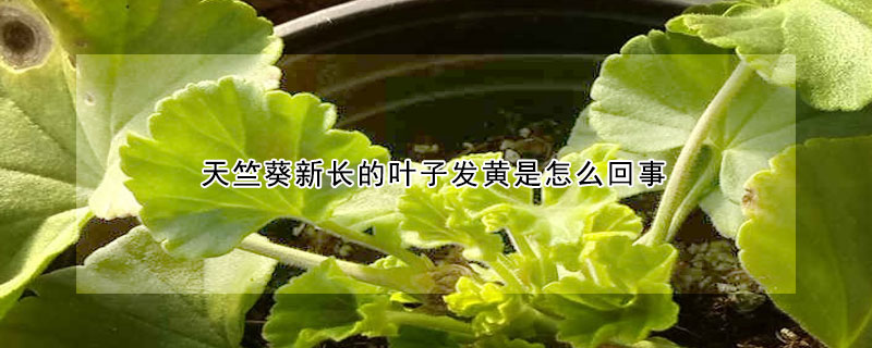 天竺葵新长的叶子发黄是怎么回事(我的天竺葵新叶发黄是怎么回事)