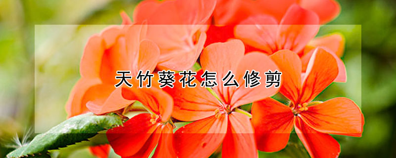 天竹葵花怎么修剪(天竹葵怎样修剪)