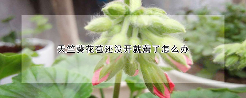 天竺葵花苞还没开就蔫了怎么办(天竺葵的花苞没开就枯萎了)