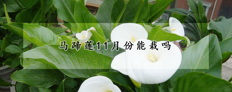 马蹄莲11月份能栽吗(马蹄莲几月栽种)