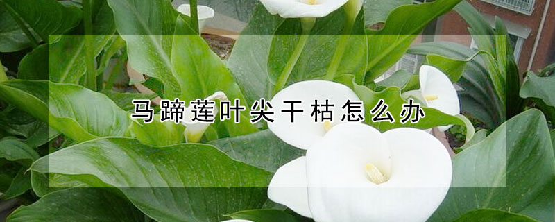 马蹄莲叶尖干枯怎么办(马蹄莲花尖干枯怎么办)