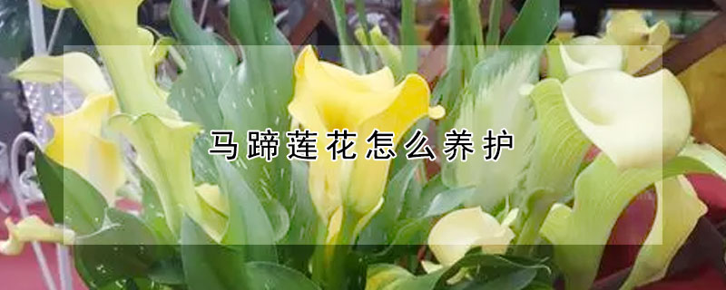 马蹄莲花怎么养护(马蹄莲花怎么养护视频)