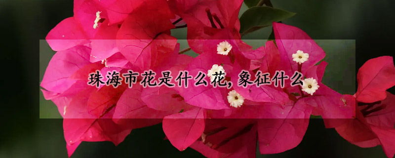 珠海市花是什么花,象征什么(珠海路边的花叫什么名字)