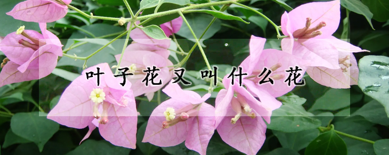 叶子花又叫什么花(叶子花的学名叫什么)