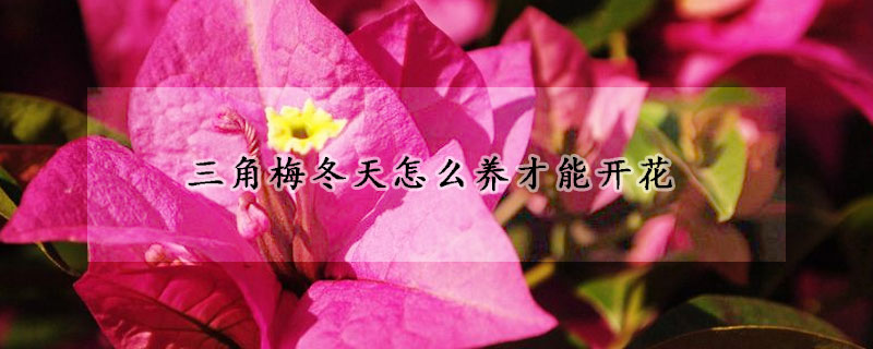 三角梅冬天怎么养才能开花(冬季怎样养三角梅开花)