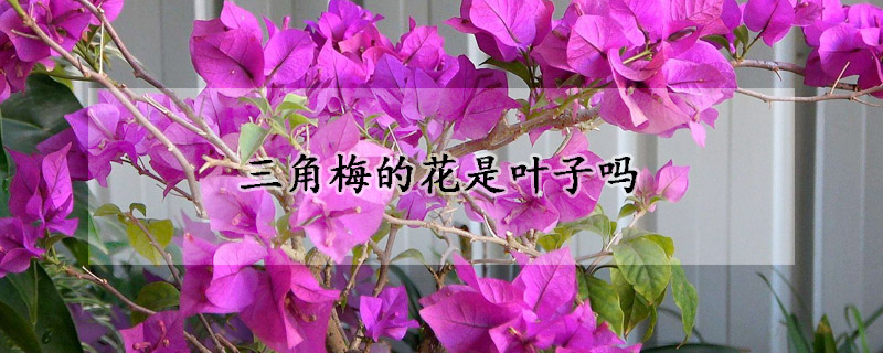 三角梅的花是叶子吗(三角梅的花其实是叶子)