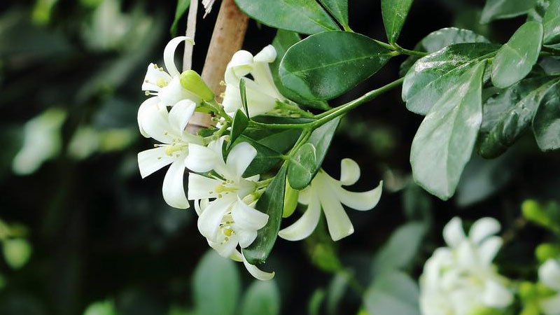 九里香花适合在室内养吗(九里香花适合在室内养吗视频)