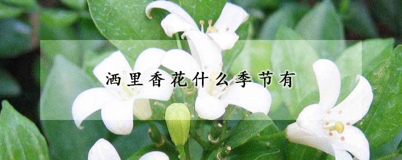 洒里香花什么季节有(几月什么花香)