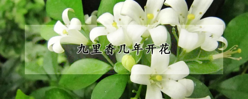 九里香几年开花(九里香几年开花啊)