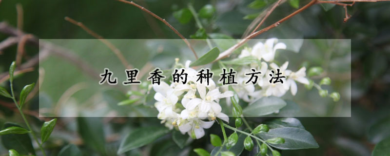 九里香的种植方法(九里香怎么种植方法)