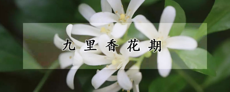 九里香花期(九里香花期长吗)