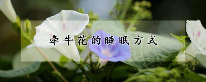 牵牛花的睡眠方式(牵牛花的睡眠现象)