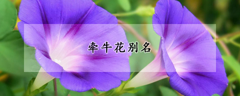 牵牛花别名(牵牛花别名美人蕉)