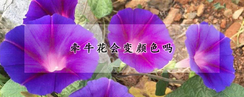 牵牛花会变颜色吗(牵牛花为什么变颜色)