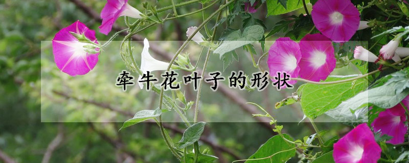 牵牛花叶子的形状(牵牛花叶子有几种形状)