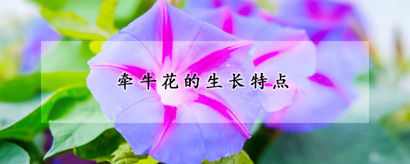 牵牛花的生长特点(牵牛花的生长特点作文)