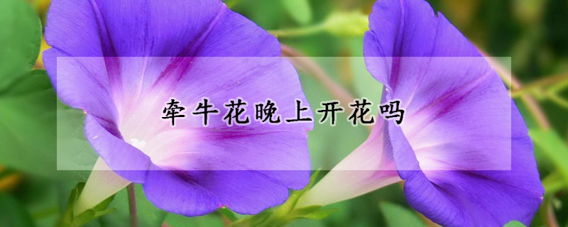 牵牛花晚上开花吗(牵牛花晚上会开吗)