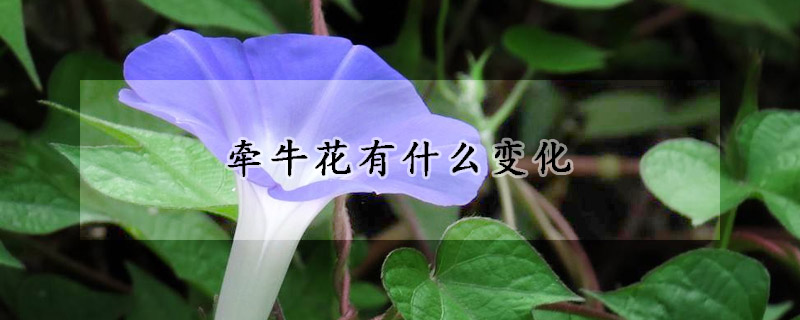 牵牛花有什么变化(牵牛花有什么变化特点)